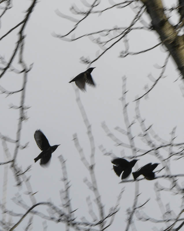 birds at Marymoor