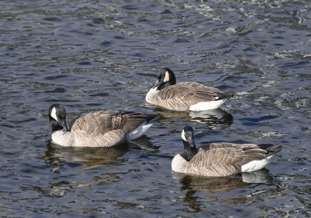 geese lake washington kirkland