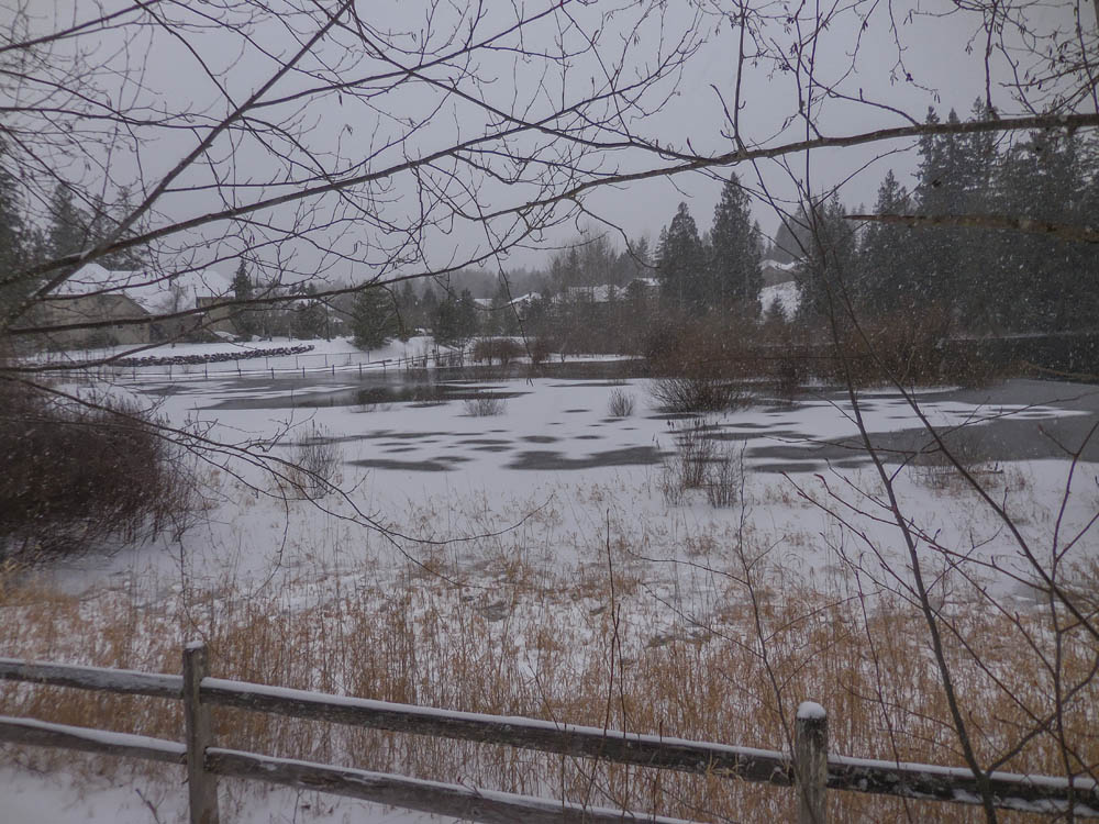 residential wetland sammamish