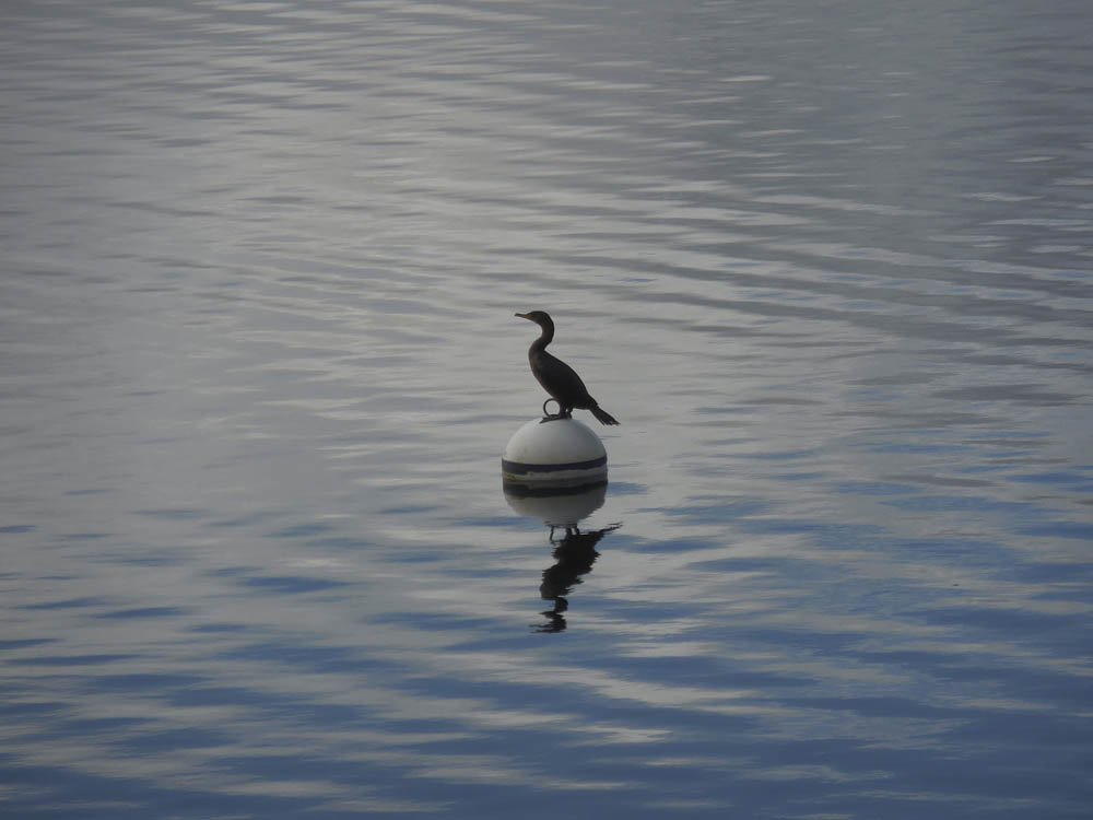 cormorant lake sammamish