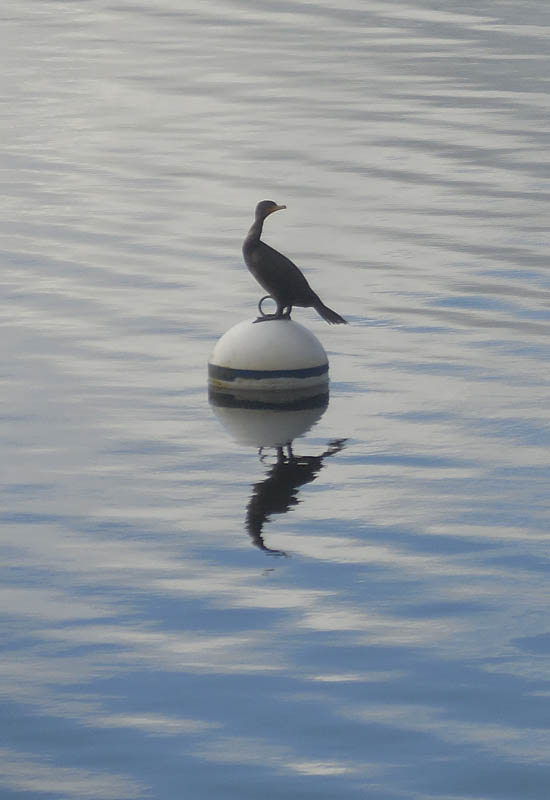 cormorant lake sammamish