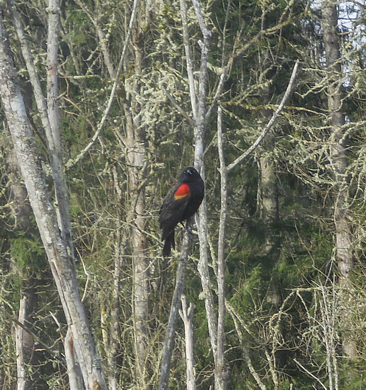 red wing blackbird sammamish