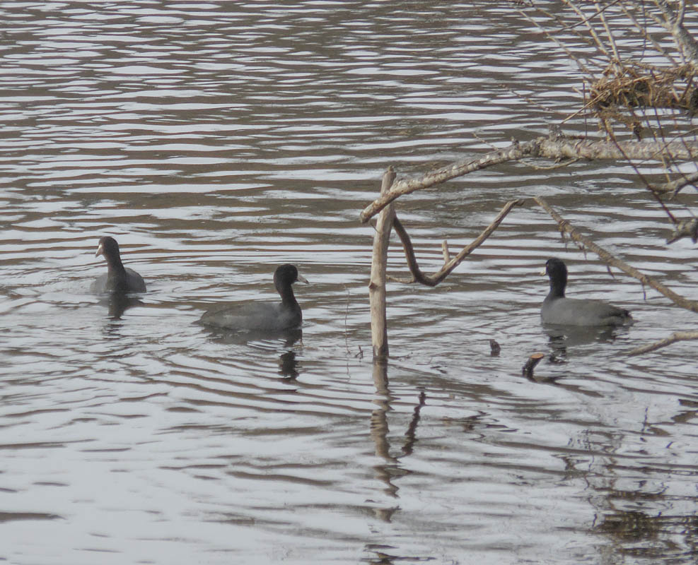 coots lake sammamish