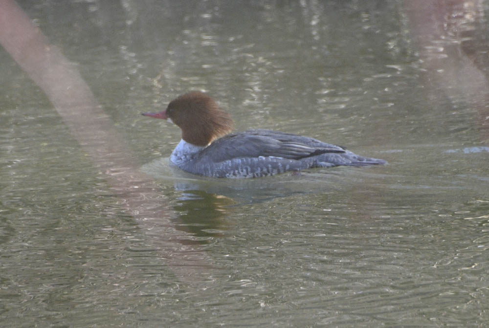 merganser issaquah creek