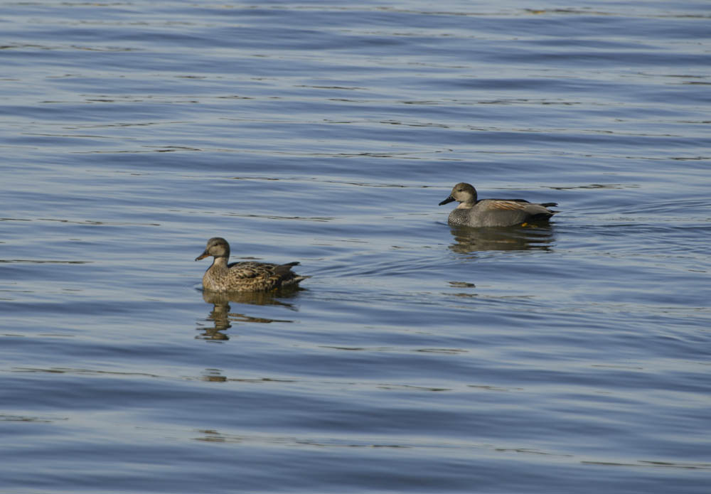 gadwalls lake sammamish