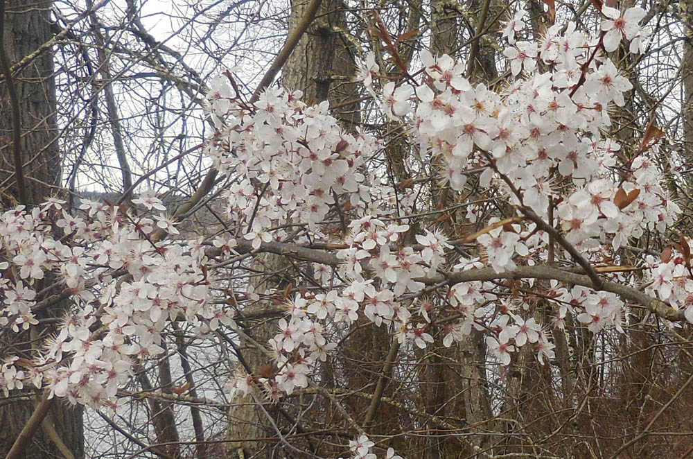 early blossoms