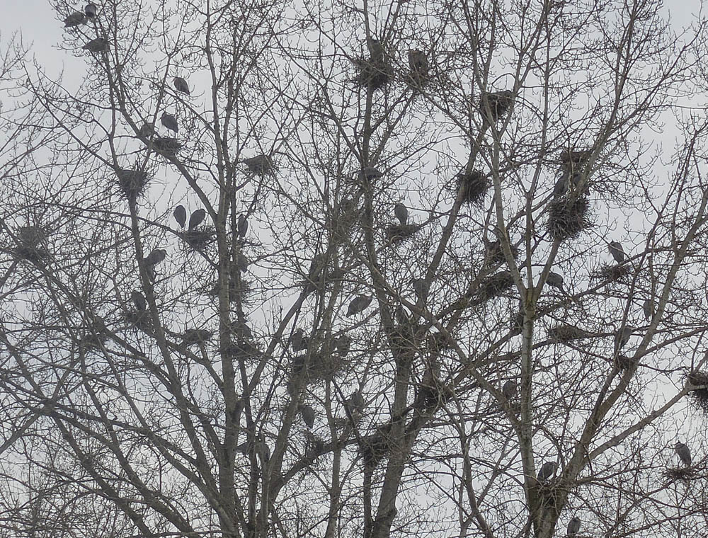 nesting herons marymoor