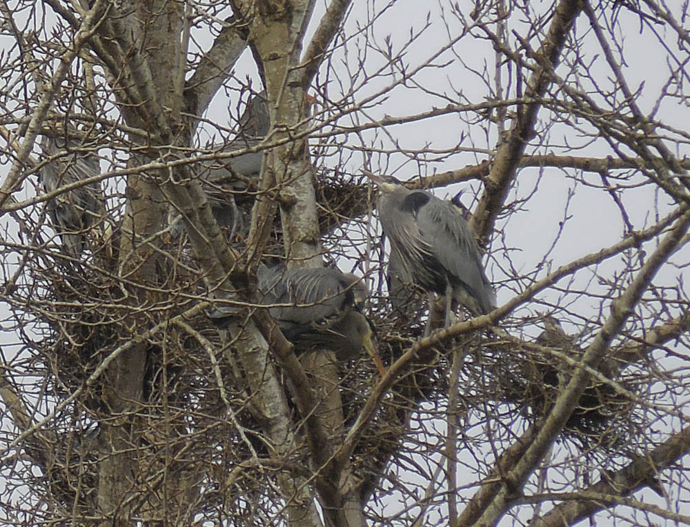 nesting herons marymoor