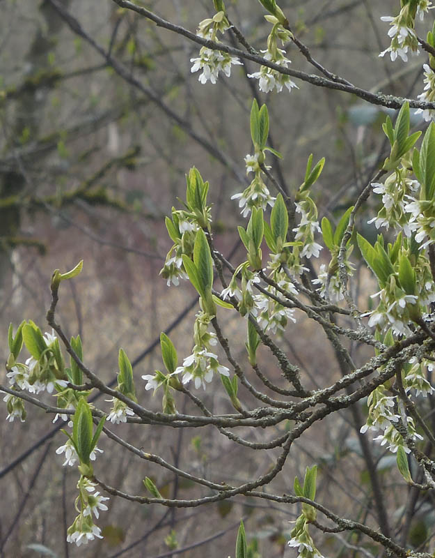 indian plum 'Oemleria' marymoor