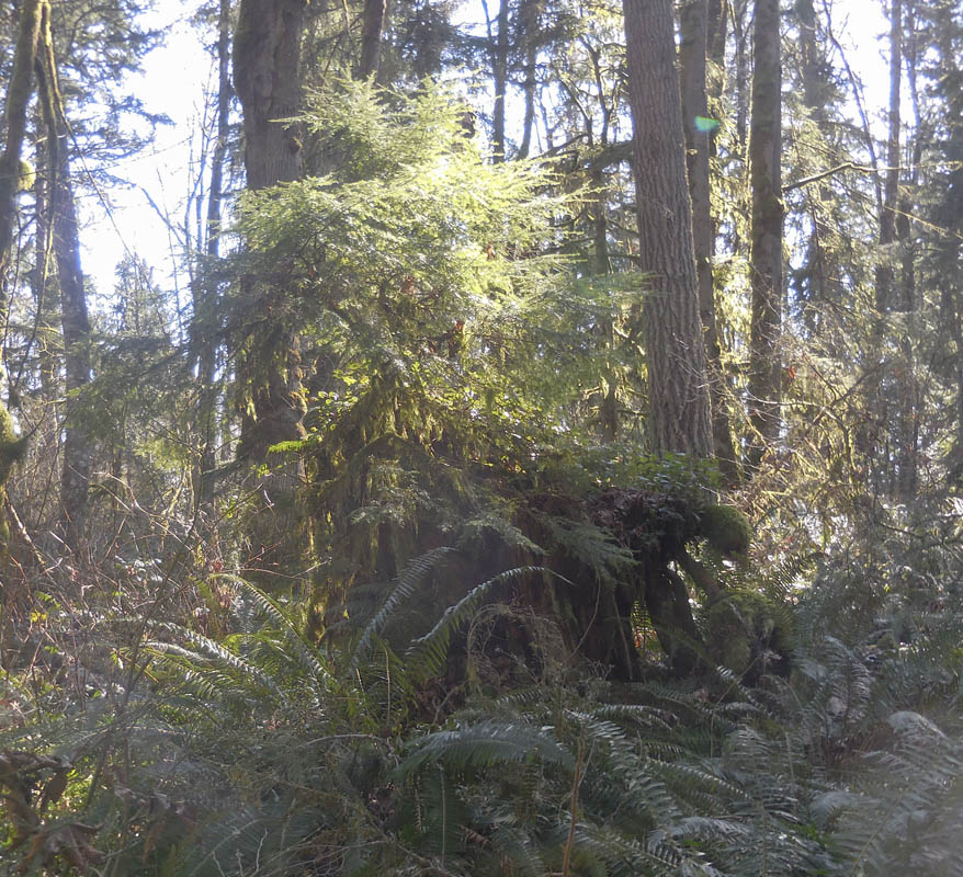 nurse stump soaring eagle