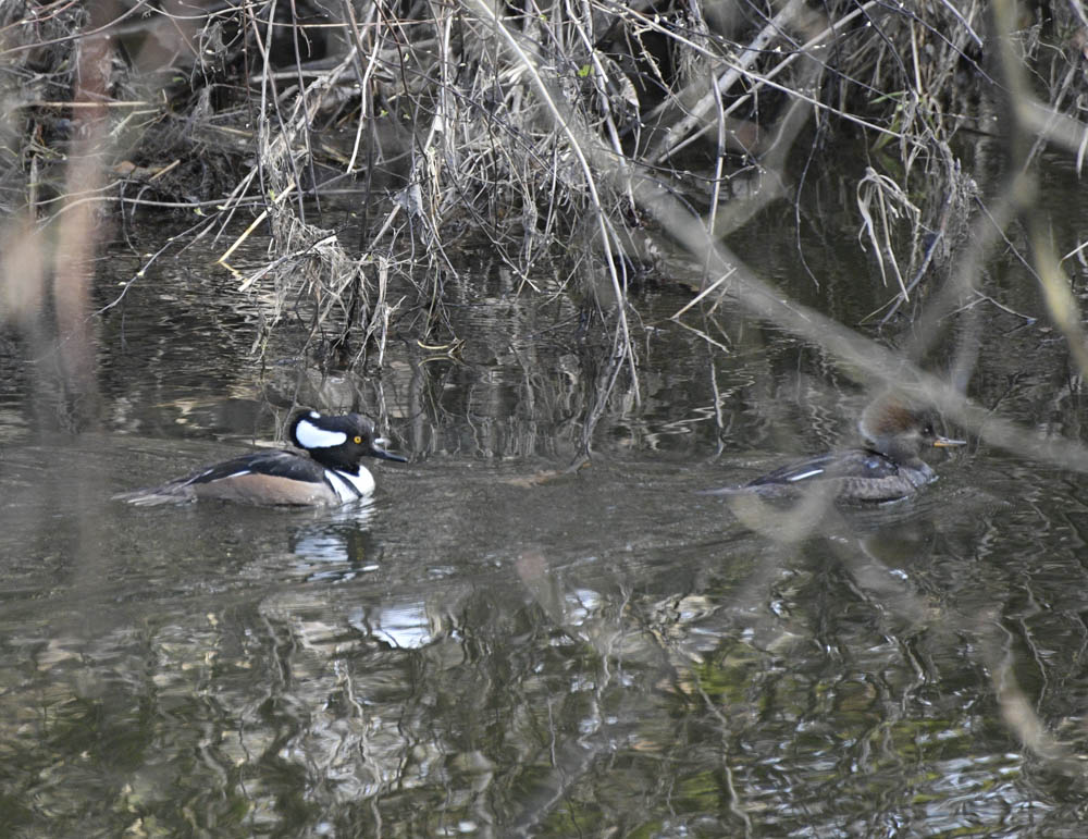 hooded merganser pair issaquah creek