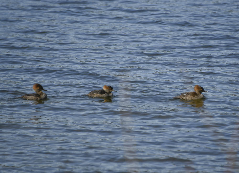 mergansers lake sammamish