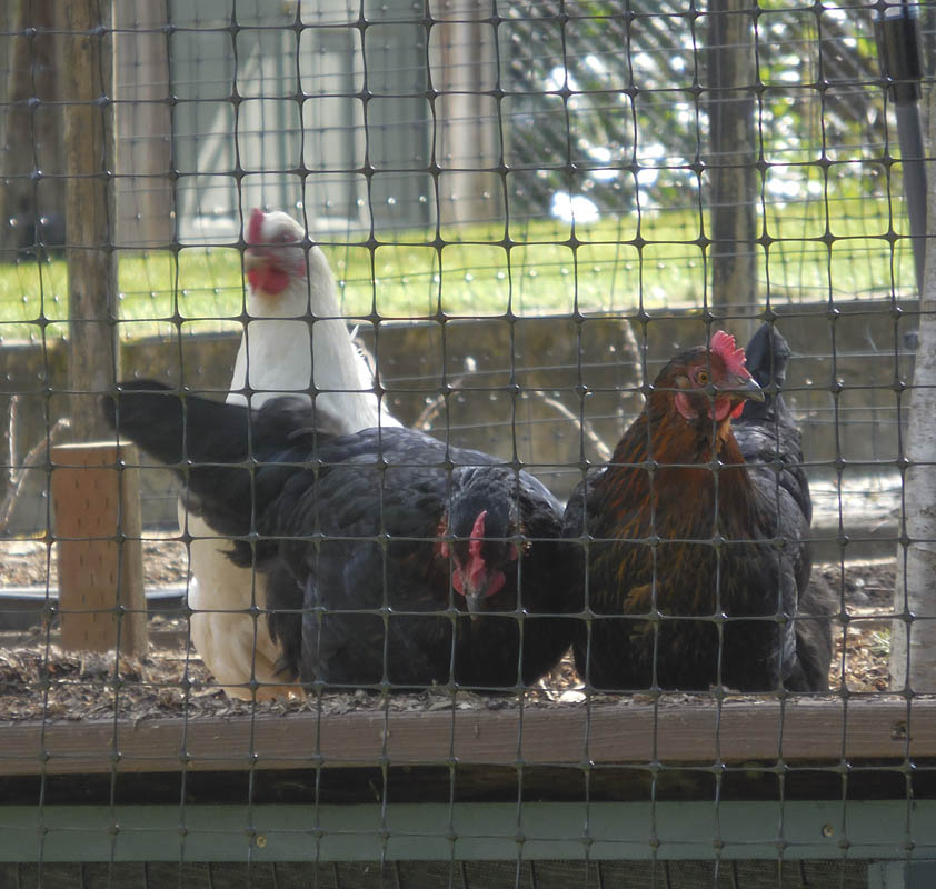 residential chickens