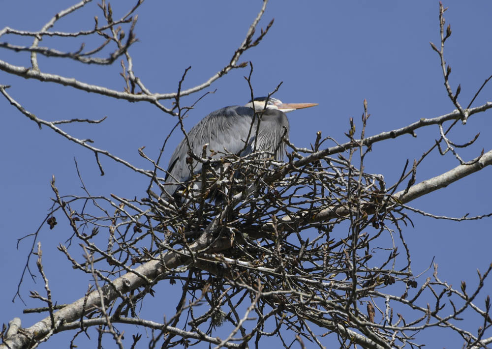 nesting heron marymoor