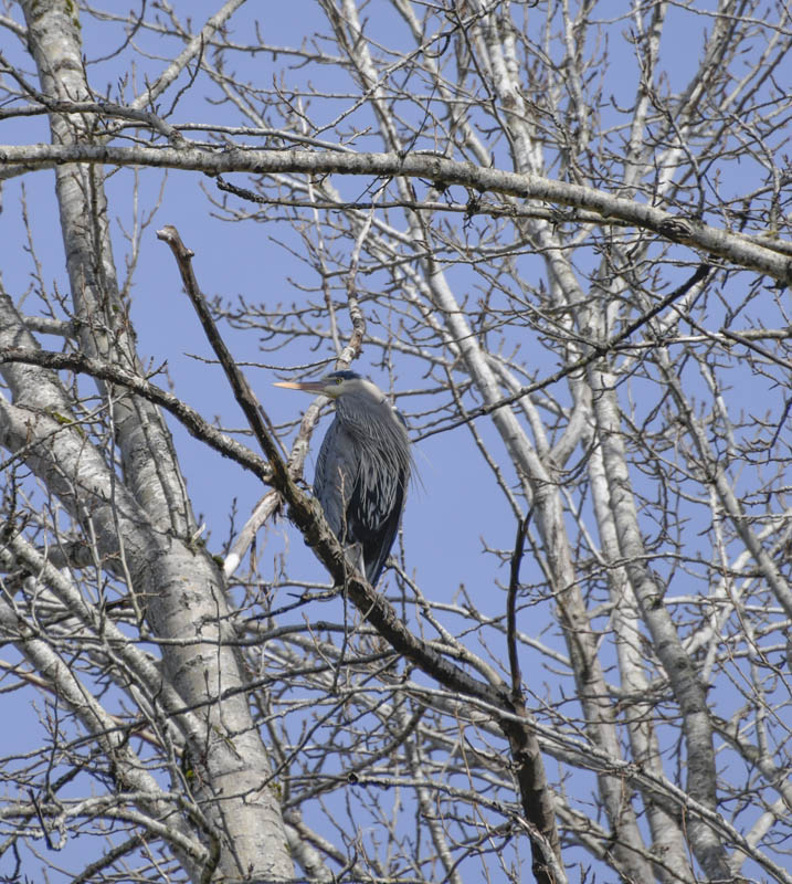 nesting heron marymoor