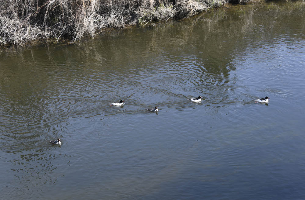 mergansers sammamish river