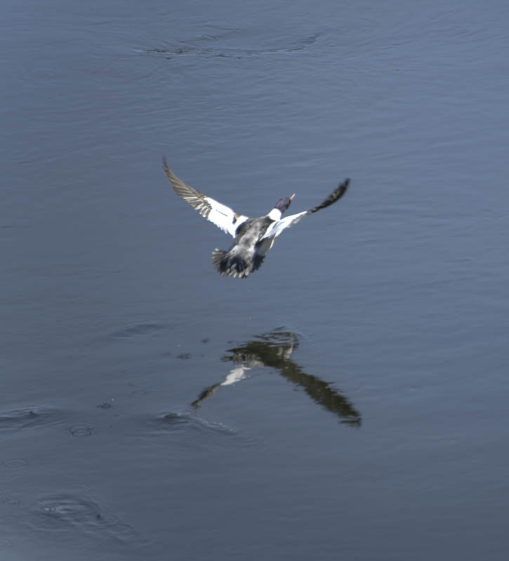 merganser sammamish river