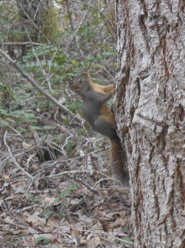 squirrel tree farm sammamish