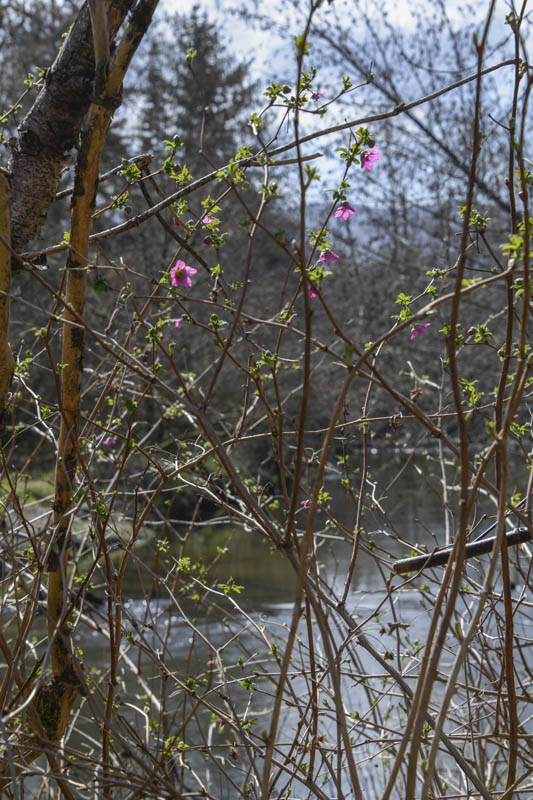 salmonberry issaquah creek