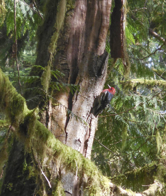 red breasted sapsucker soaring eagle