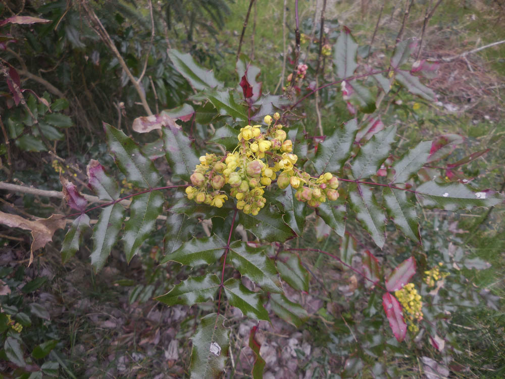 oregon grape april