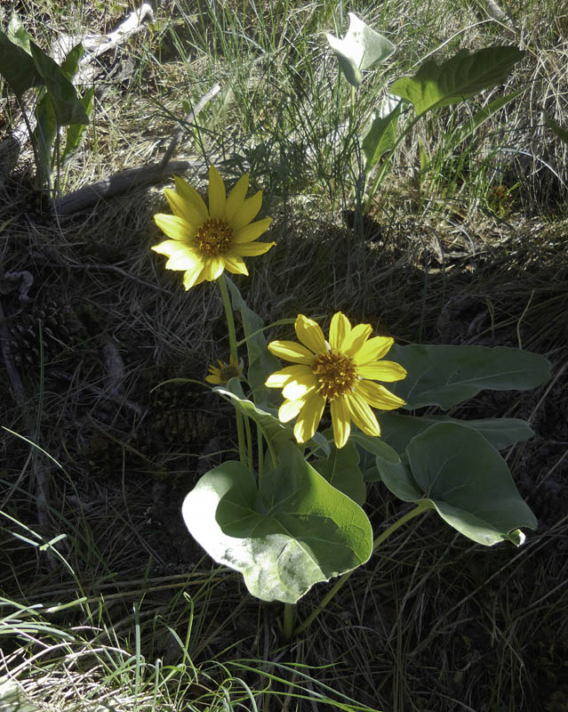 balsamroot