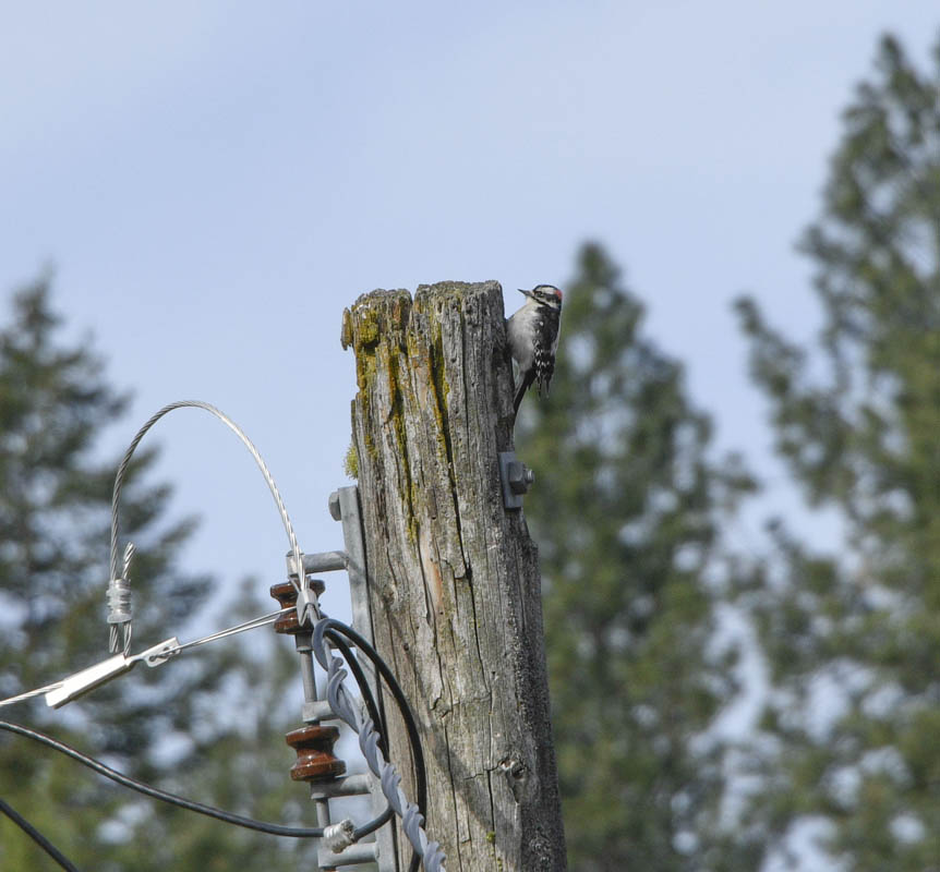 downey woodpecker