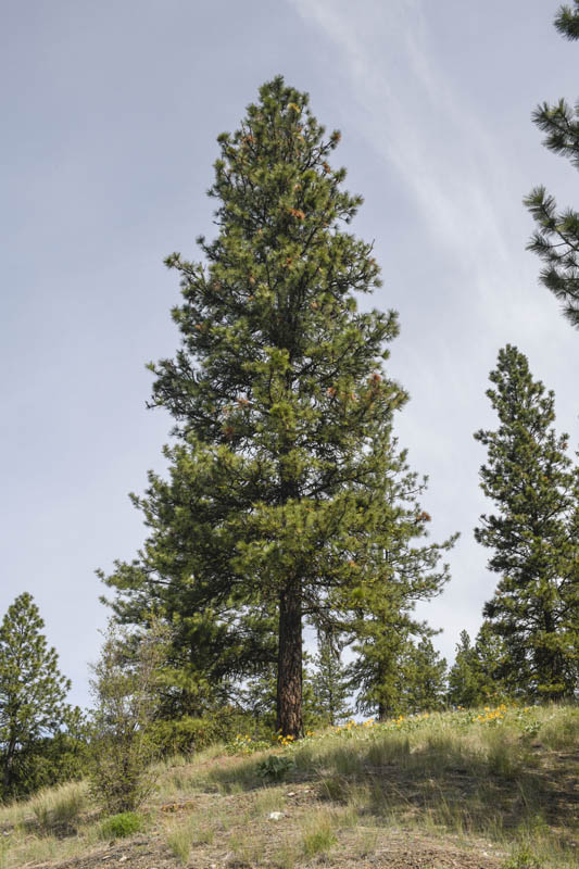 pine and ballsamroot