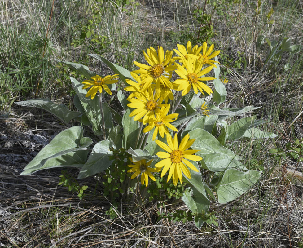 balsamroot