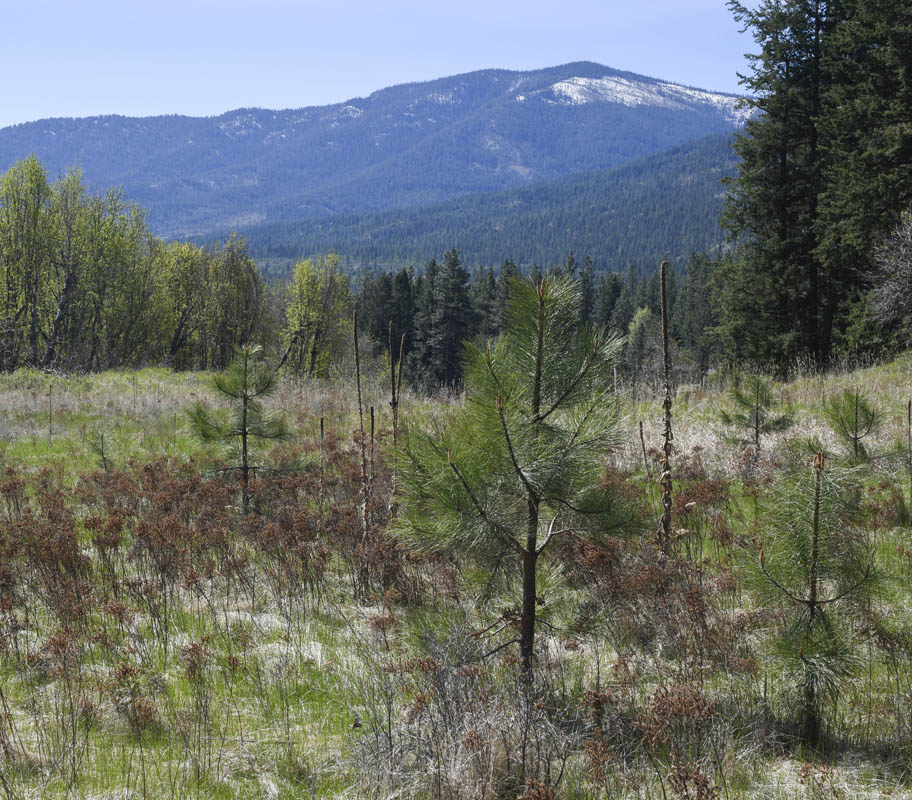 baby pines and goatweed