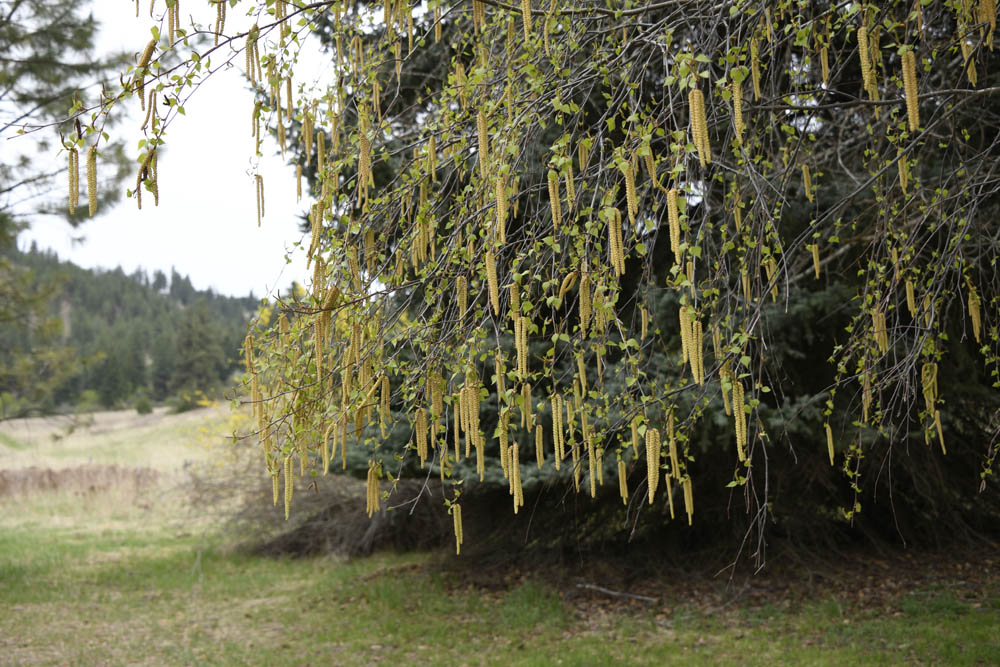birch late april