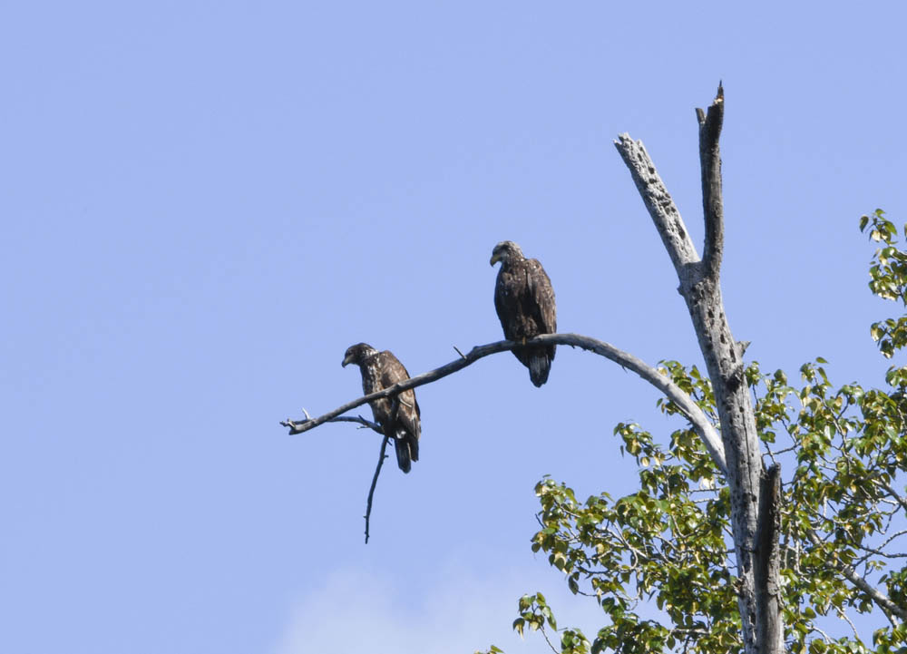 ospreys lake sammamish park