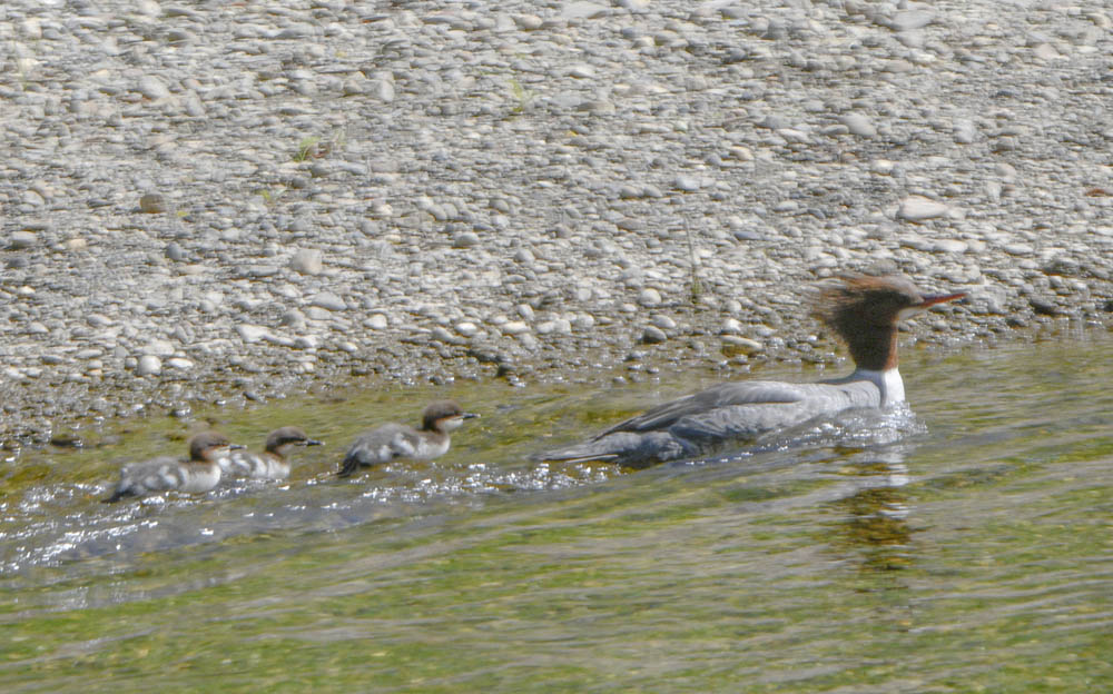 merganser and babies issaquah creek