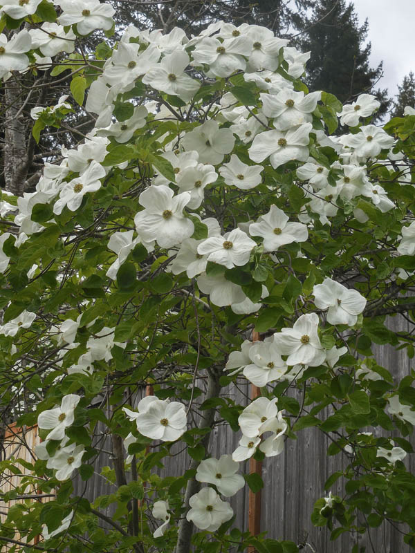 dogwood sammamish