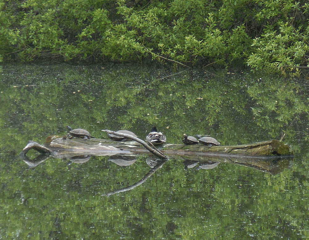 turtles lake sammamish row club