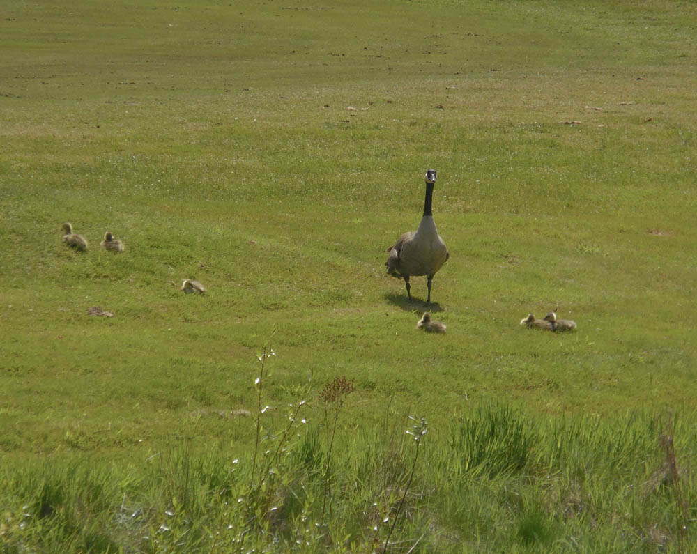 mama goose and babies golf course