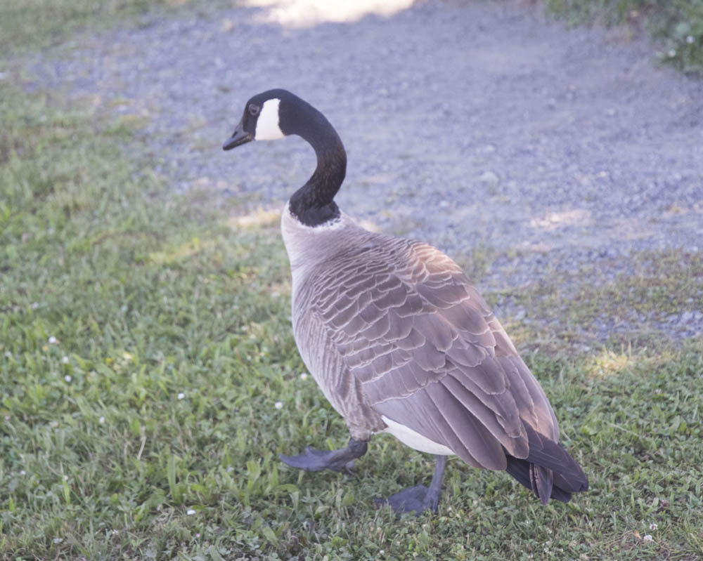 goose lake sammamish park