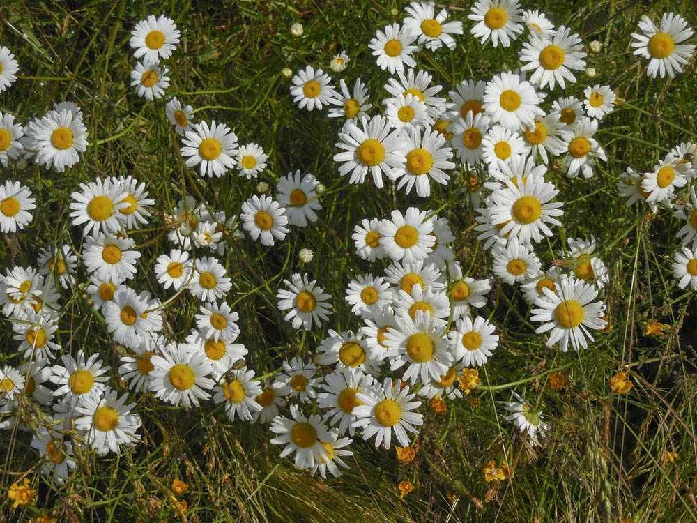 oxeye daisy
