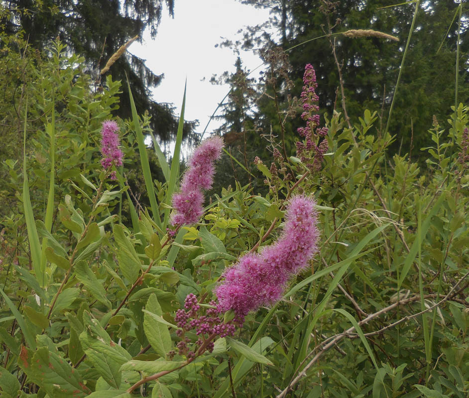 spirea sammamish