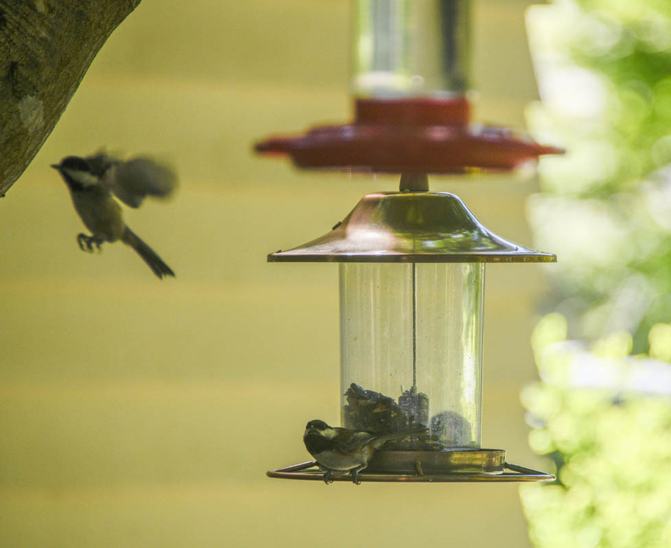 feeder birds at sarahs