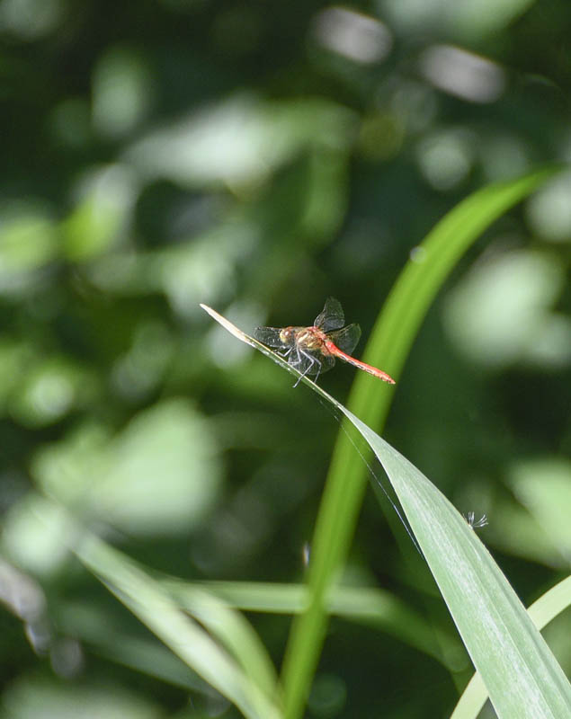dragonfly juanita creek