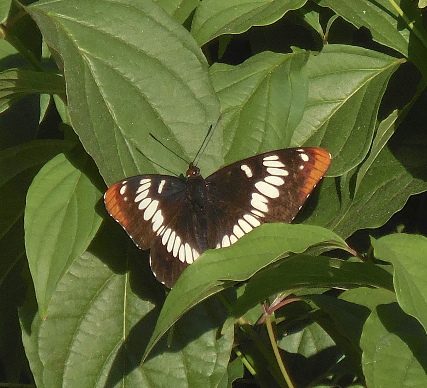 Lorquin’s Admiral butterfly