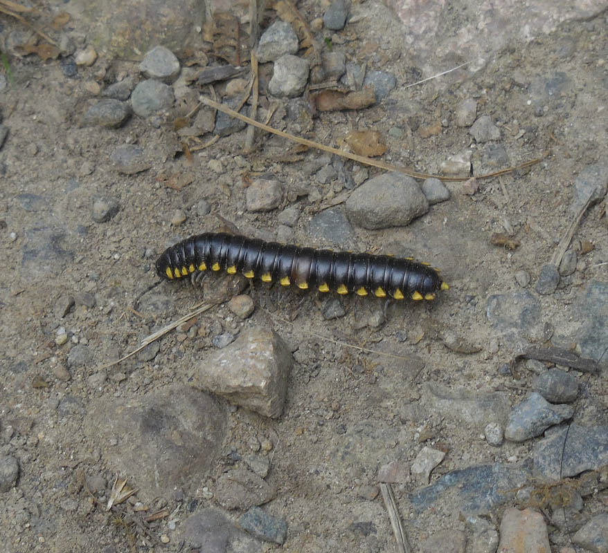 millipede soaring eagle