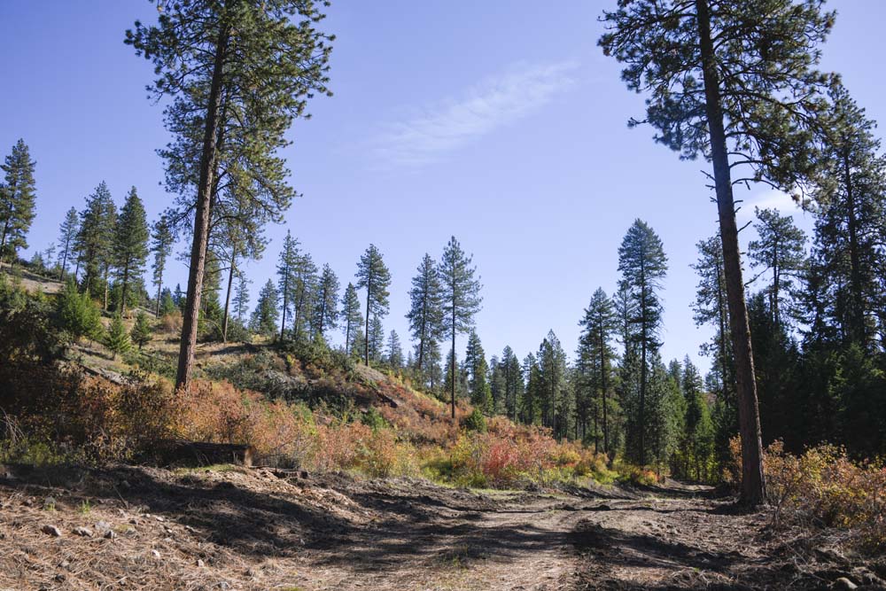 logging on state land