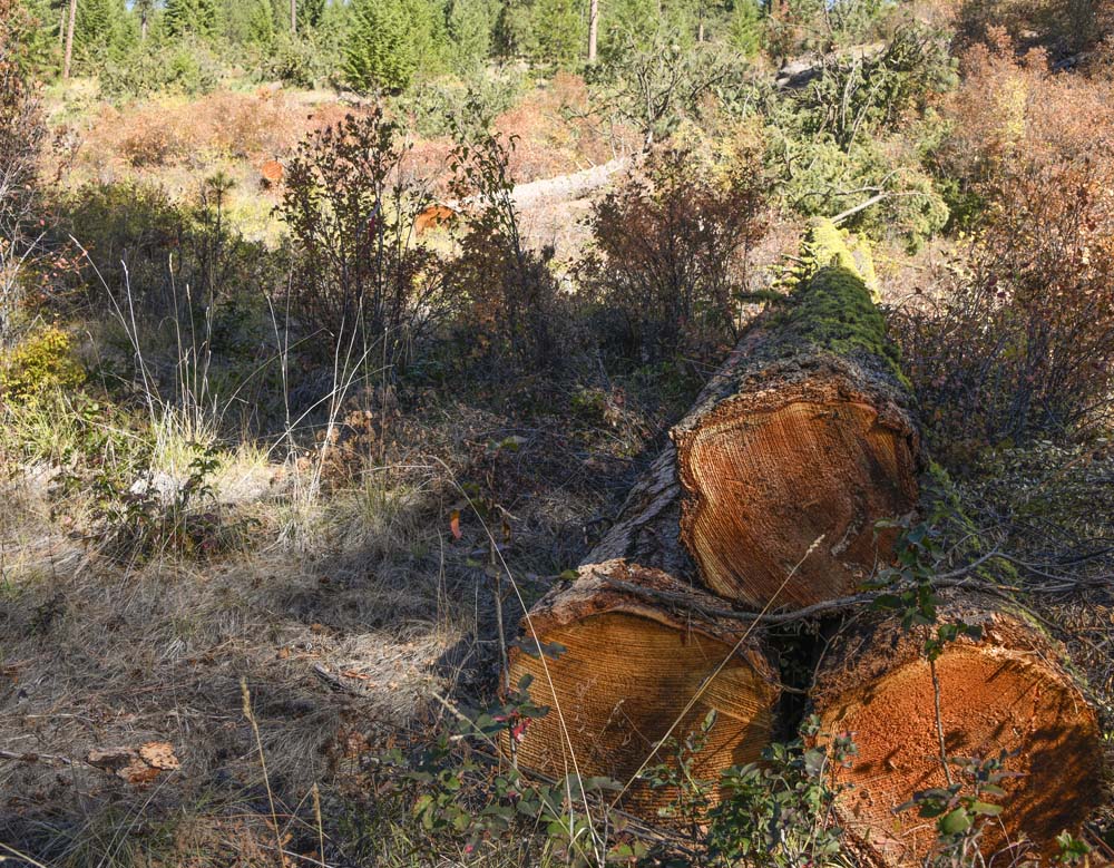 logging on state land