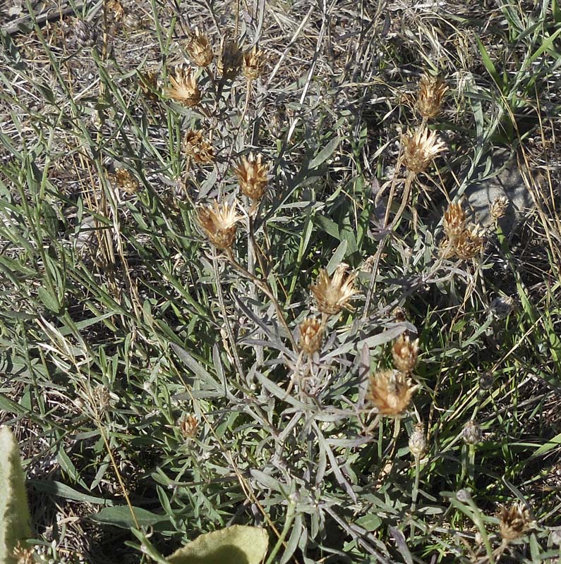 one spotted knapweed