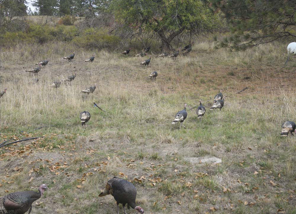 turkeys at addy