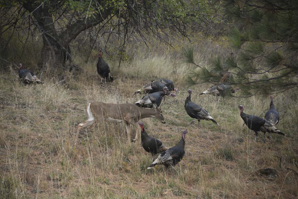 turkeys and deer at addy