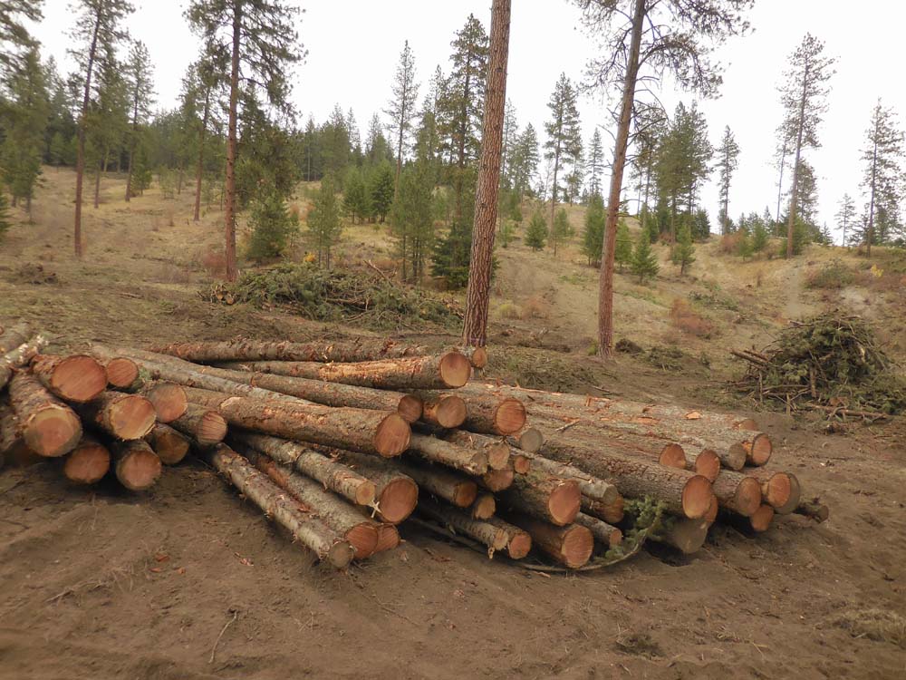 logging on state land