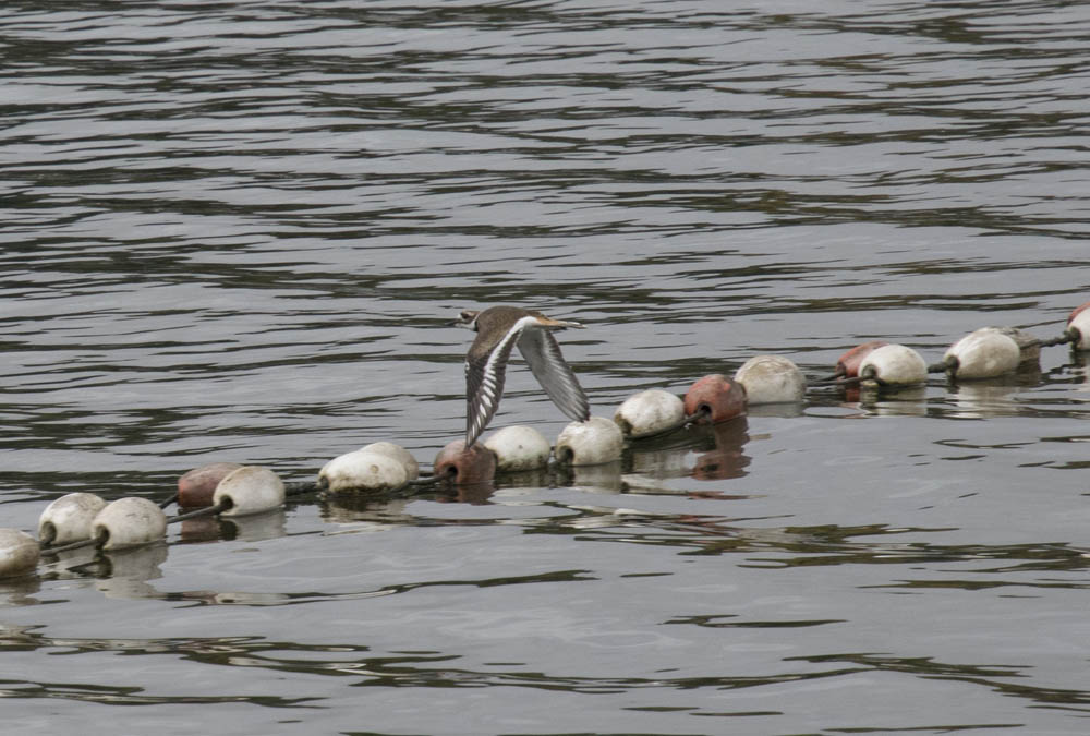 killdeer lake sammamish
